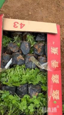 高度8厘米飞燕草