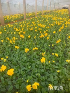 高度10厘米三色堇