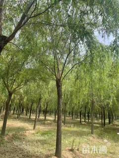 15公分青皮垂柳