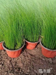 高度40厘米墨西哥羽毛草