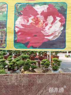 高度20厘米牡丹