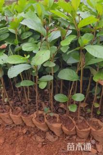 0.1公分川滇桤木