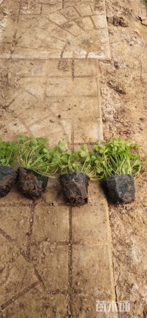 高度10厘米红花酢浆草