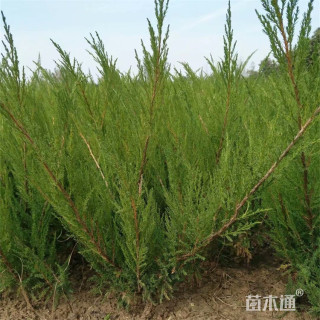 高度70厘米沙地柏