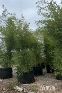 大杯苗金镶玉竹