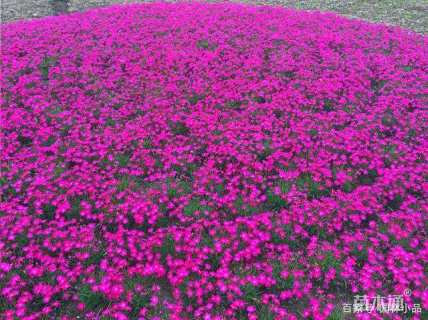 高度10厘米欧石竹