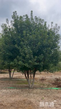 高度500厘米丛生元宝枫