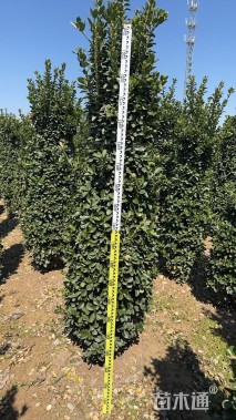 高度200厘米大叶黄杨柱