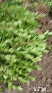 高度30厘米小叶黄杨