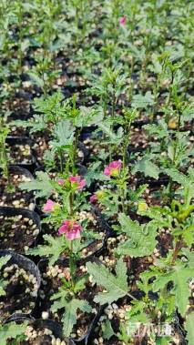 高度30厘米木槿