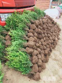 冠幅50厘米瓜子黄杨球