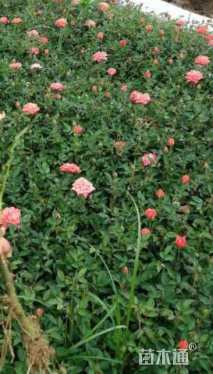 80厘米藤本月季