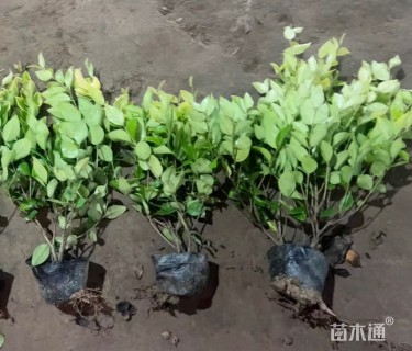 高度45厘米金森女贞小苗