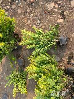 高度70厘米金叶女贞