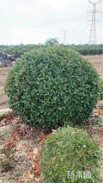 高度1.2厘米瓜子黄杨