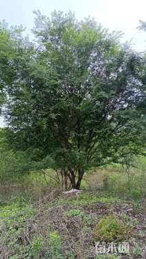 70公分(5杆)丛生榔榆