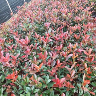 0.5公分红叶石楠