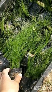 高度30厘米细茎针茅