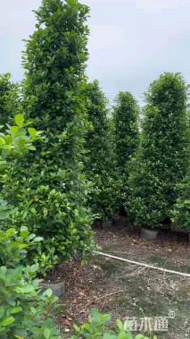 高度220厘米火山榕