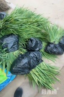 高度30厘米鸢尾