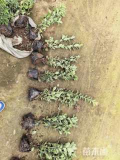 高度60厘米金边黄杨