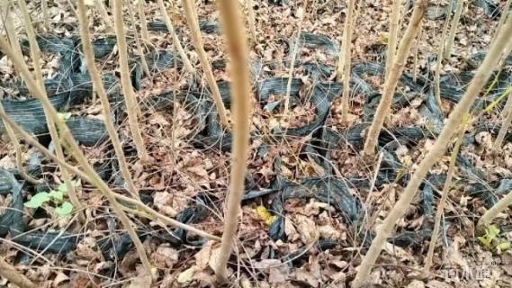 高度80厘米紫穗槐