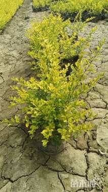 大杯苗亮晶女贞小苗