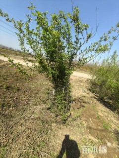 高度1.5厘米珍珠绣线菊