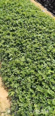 高度20厘米双荚槐