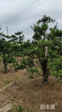 12公分罗汉松