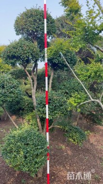 5公分造型小叶女贞