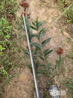 0.4公分台湾相思树