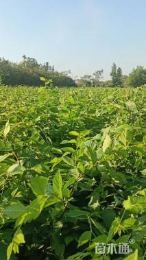 高度100厘米红榉小苗