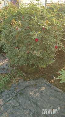 冠幅80厘米月季花球