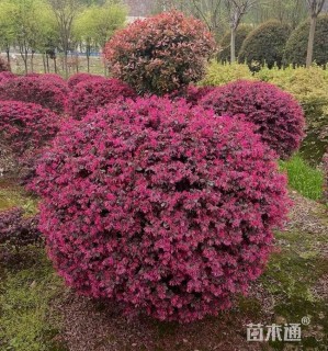 冠幅120厘米红花继木球