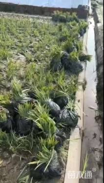 高度40厘米水生鸢尾