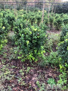 冠幅100厘米大叶黄杨球