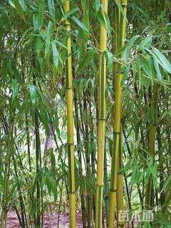 地栽苗金镶玉竹