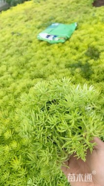 高度15厘米黄金条