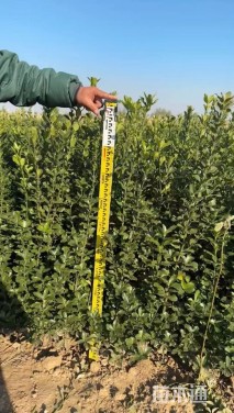 高度100厘米大叶黄杨