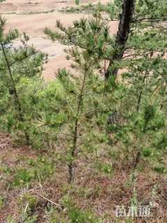 高度150厘米油松