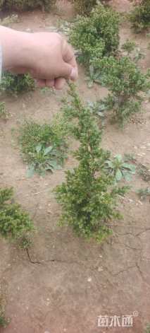 高度30厘米铺地柏