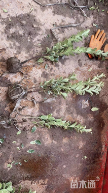 高度40厘米金边黄杨