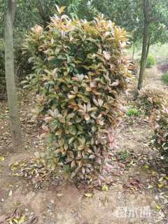 高度250厘米红叶石楠柱