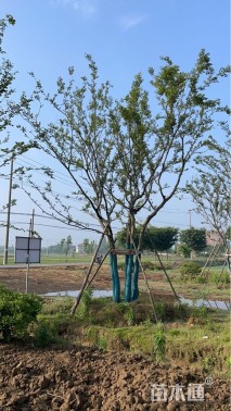 60公分(5杆)丛生朴树