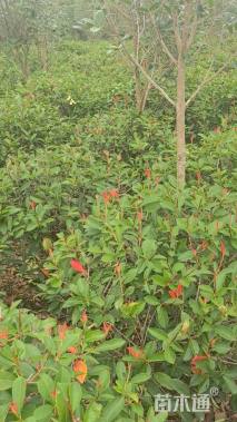 冠幅80厘米红叶石楠球