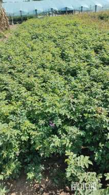 高度30厘米四季玫瑰