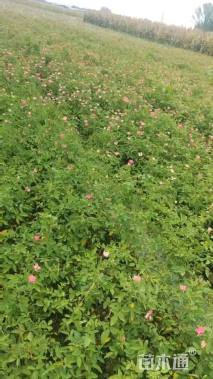 高度40厘米丰花月季