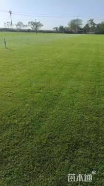 草卷状百慕大草