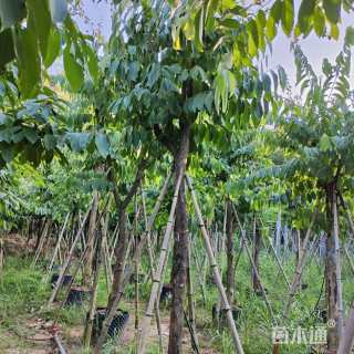 12公分大叶紫薇